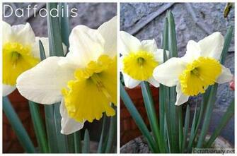 Spring In My Garden Printables And Wallpaper