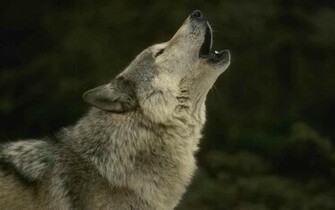 Howling Wolf Wallpaper