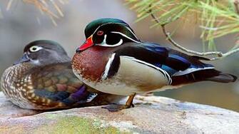 Wood Duck Wallpaper Birds