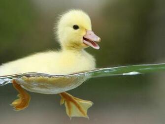 Why Does The Duck Stop Here Stops