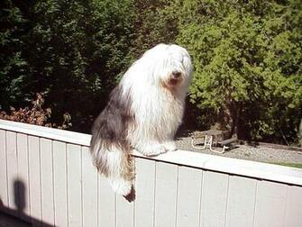 Old English Sheepdog Sitting Wallpaper