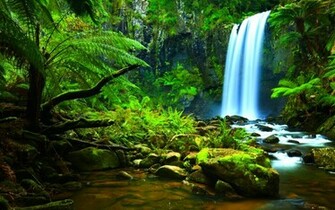 Amazon Rainforest HD Background Desktop Wallpaper Iwalldesk