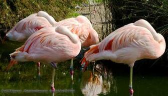 Flock Of Pink Flamingos Wallpaper Click Picture For High Resolution