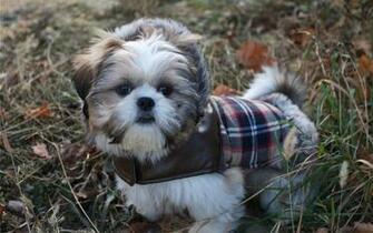 Shih Tzu Wallpaper