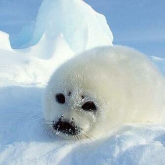 Seal Wallpaper