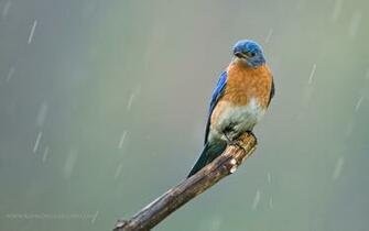 Bluebird Wallpaper On