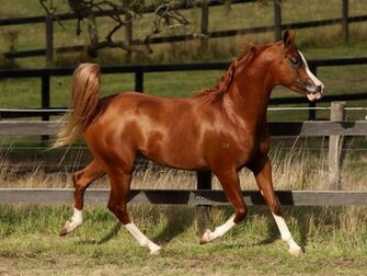 Beautiful Arabian Horse Wallpaper