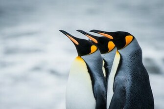 Penguin Wallpaper