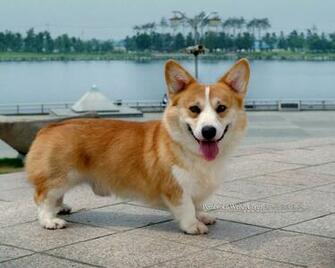 Pembroke Welsh Corgi Dogs And Puppies