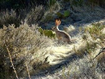 Desert Rabbit