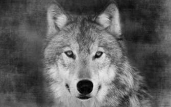 Desktop HD Wolf Face Picture
