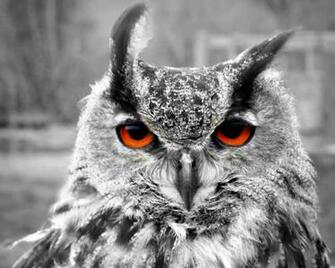 Wild Animal Wallpaper Kingdom Cool Pets Desktop Image