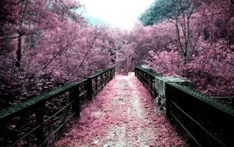 Japan Sakura Flowers HD Wallpaper