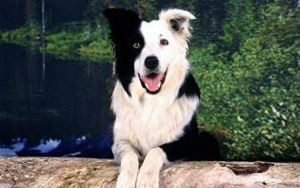Border Collie Wallpaper Custom HD
