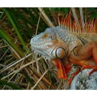 Blue Crested Gecko Wallpaper