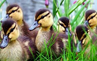 Duckling Wallpaper