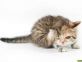 Wallpaper Top Ten Beaches Friends Hunting Cat