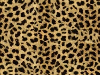Leopard Background Photo Jpg
