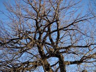 Bare Tree Branches Wallpaper Winter