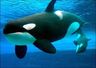 Killer Whale Wallpaper