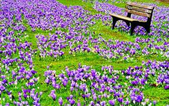Spring Flowers Image Wallpaper