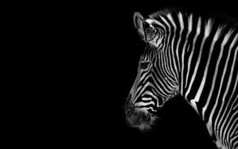 Black And White Animal Wallpaper Clip Art