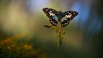 Butterfly HD Wallpaper Background Image Id