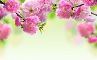 Spring Beauty