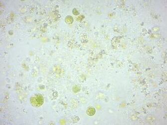 Protista Laboratory Manual For Sci103 Biology I At Roxbury