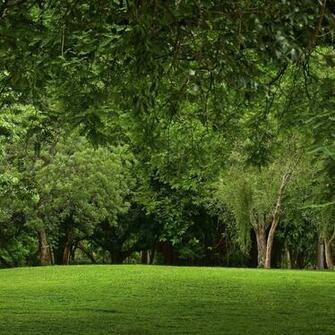 Desktop Wallpaper Nature Forest Green Park