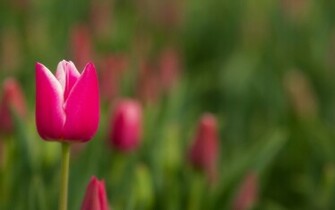 Pink Tulips