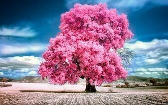 Pink Nature Wallpaper