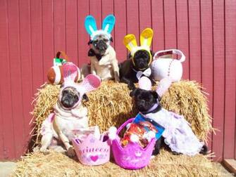 Easter Pug Dogs High Resolution Wallpaper