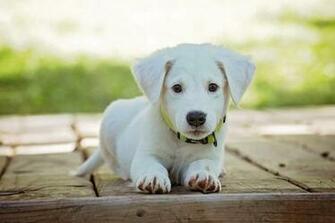 Cute Puppy Wallpaper HD For Android Apk