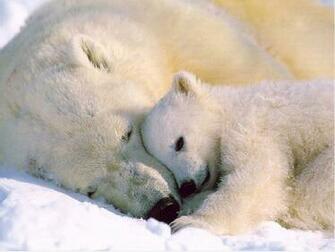 Wallpaper Zh Cool Animal