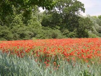 Fond D Cran Salon De Provence France Wallpaper Coquelicots