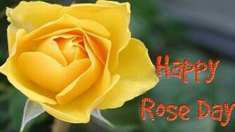HD Rose Day Wallpaper Good Morning Yellow Roses