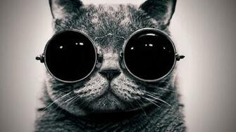 Cute Cat With Sunglasses Wallpaper