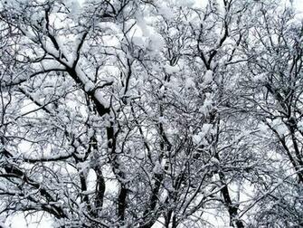 Wallpaper Winter Trees Snow HD Background