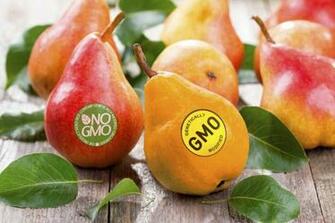 Gmo Crops Headed For Ban In Sonoma County Science Media Fruit