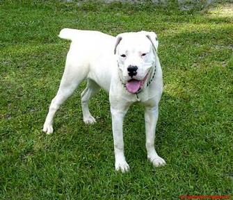 American Bulldog Wallpaper English Cool