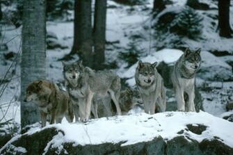 Wolf Pack Wallpaper Desktop Background
