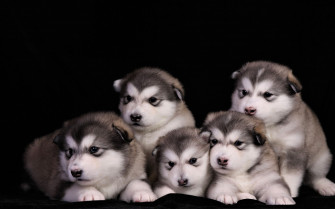 Baby Animal Cute Puppy Dog Alaskan Malamute 4k Ultra HD Wallpaper