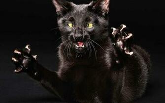 Scary Black Cat Wallpaper Animals 3d For Desktop