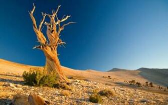 Most Beautiful Desert Wallpaper To Dotcave