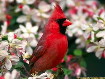 Wallpaper Bird Birds Desktop