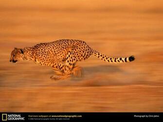 Desktop Wallpaper Animals National
