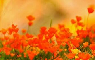 California Poppies Wallpaper