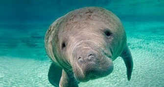 Manatee Florida In The Crystal River