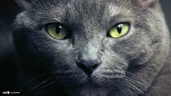 Russian Blue HD Wallpaper Animal Planet